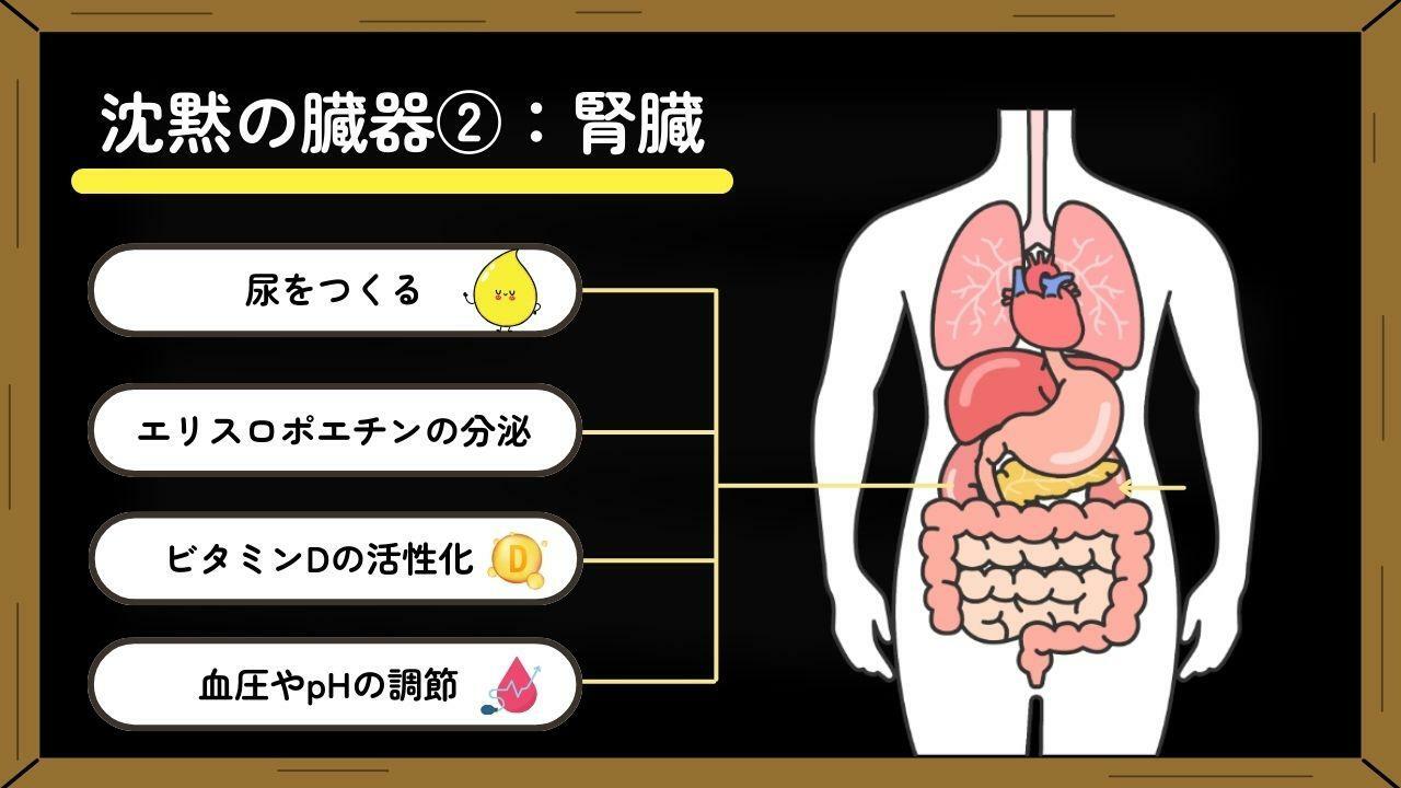 ※エリスロポエチン…赤血球の産生を促進するホルモン