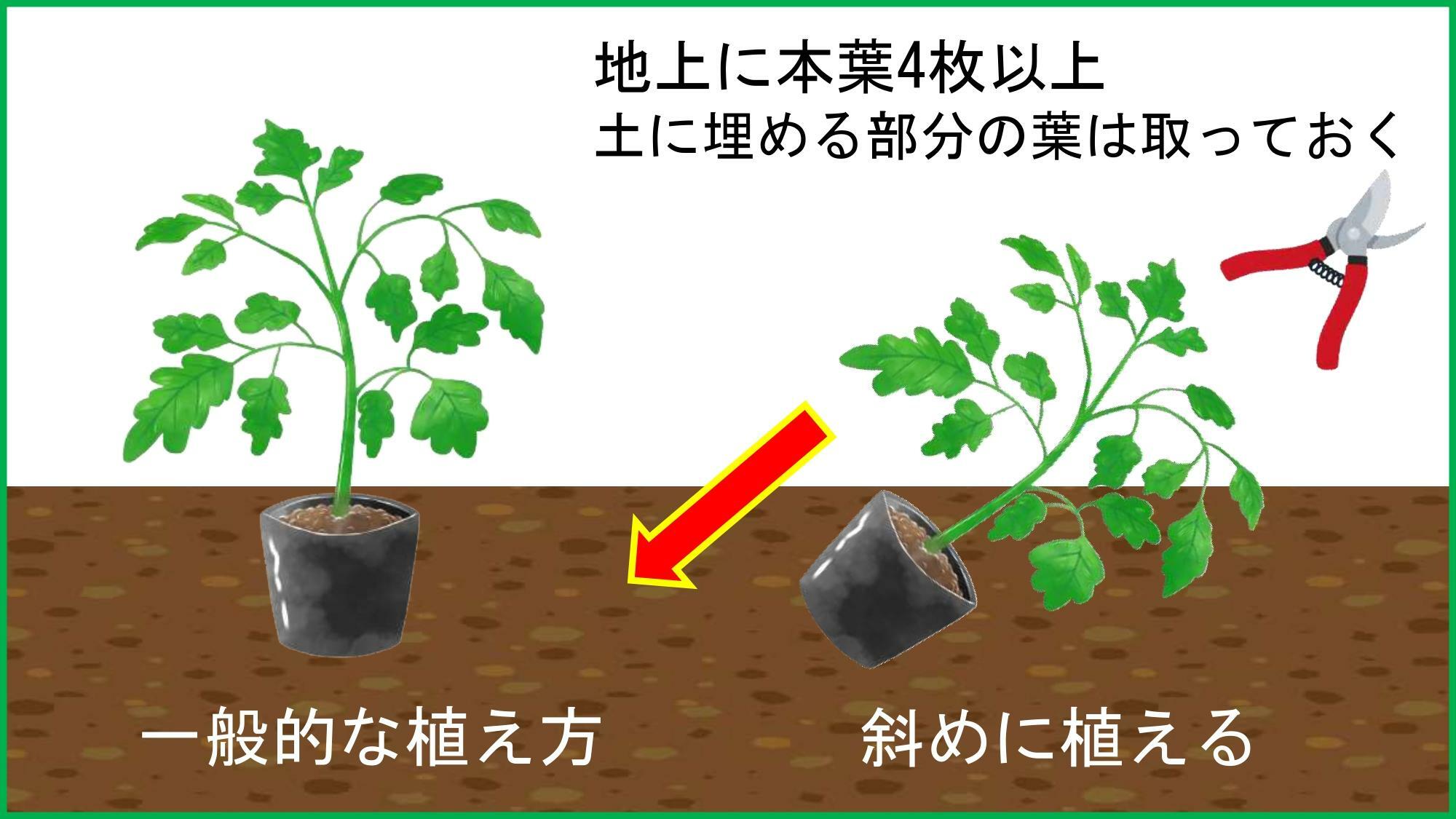 分かりやすいように苗のポットはつけたままのイラストにしています。実際はポットを外してください。