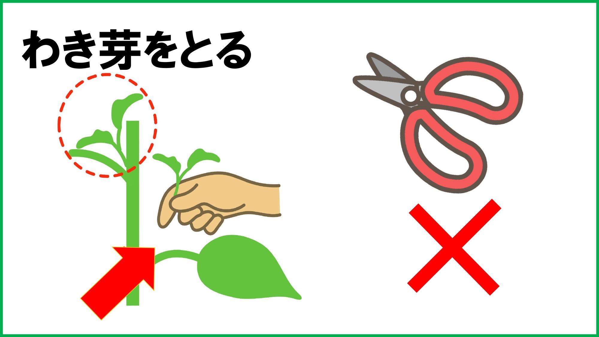 わき芽を摘み取ることを「芽かき」と言います。