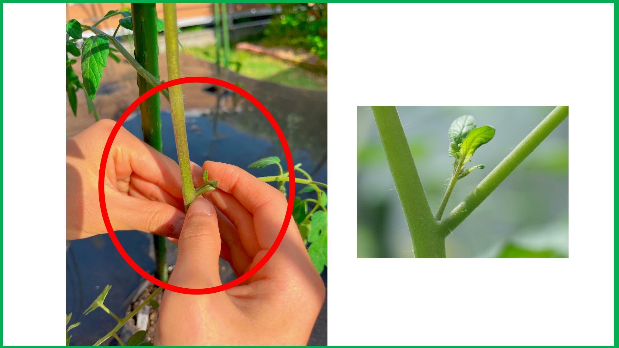 主軸(真ん中の太い茎)と葉の茎の間にできる芽(わき芽)を摘みます