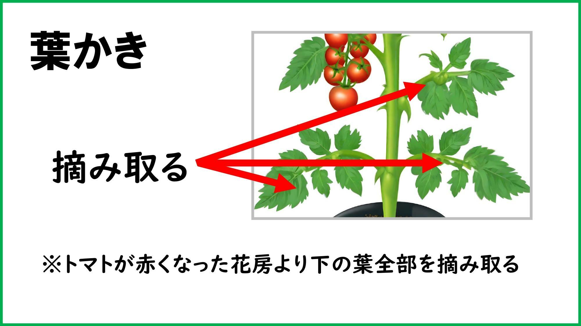 花房の上2枚の葉でトマトに栄養をまわしているのです!