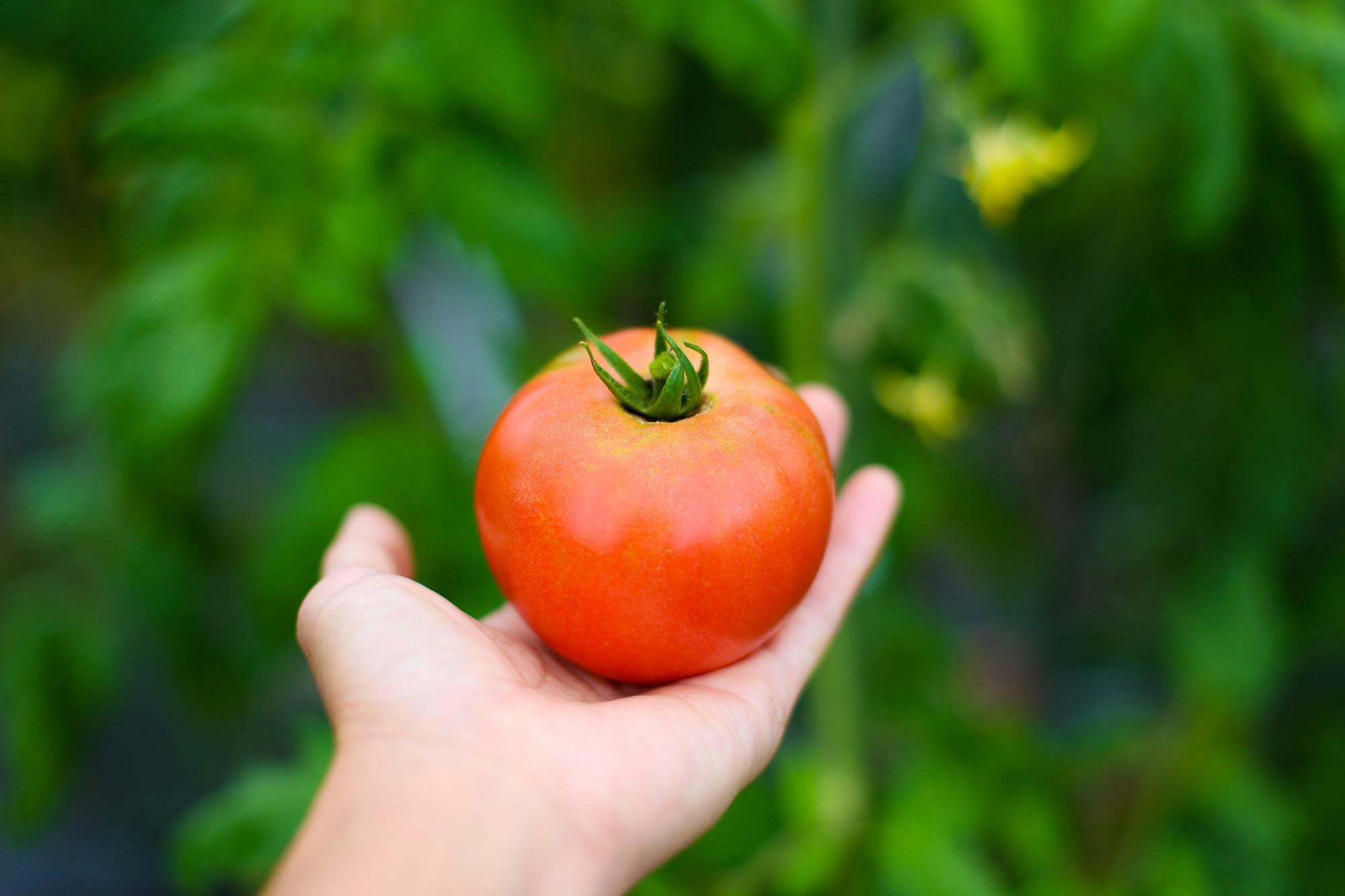 平林の大玉トマト