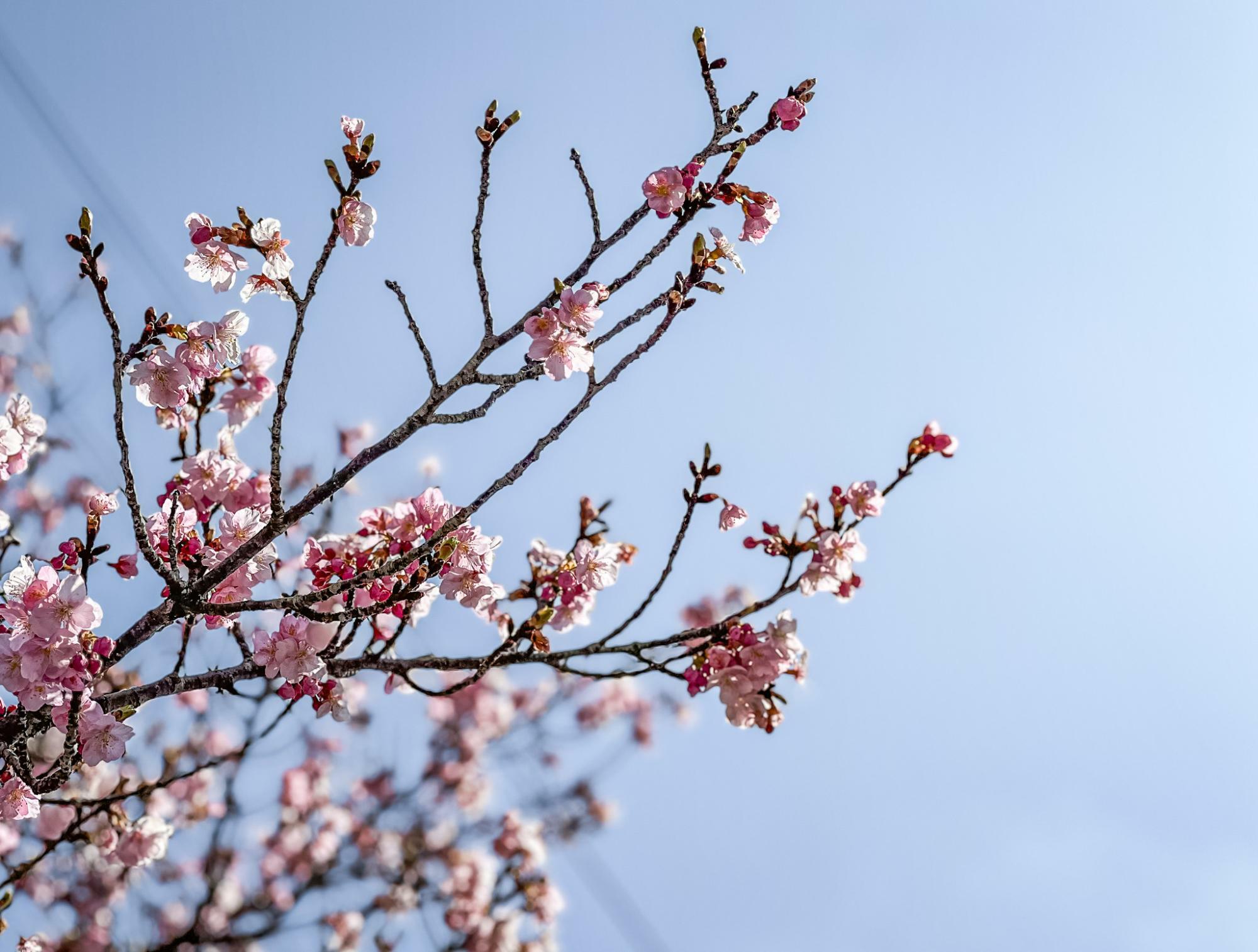 彼岸桜でしょうか？暖かい日差しが春が近いことを知らせてくれています