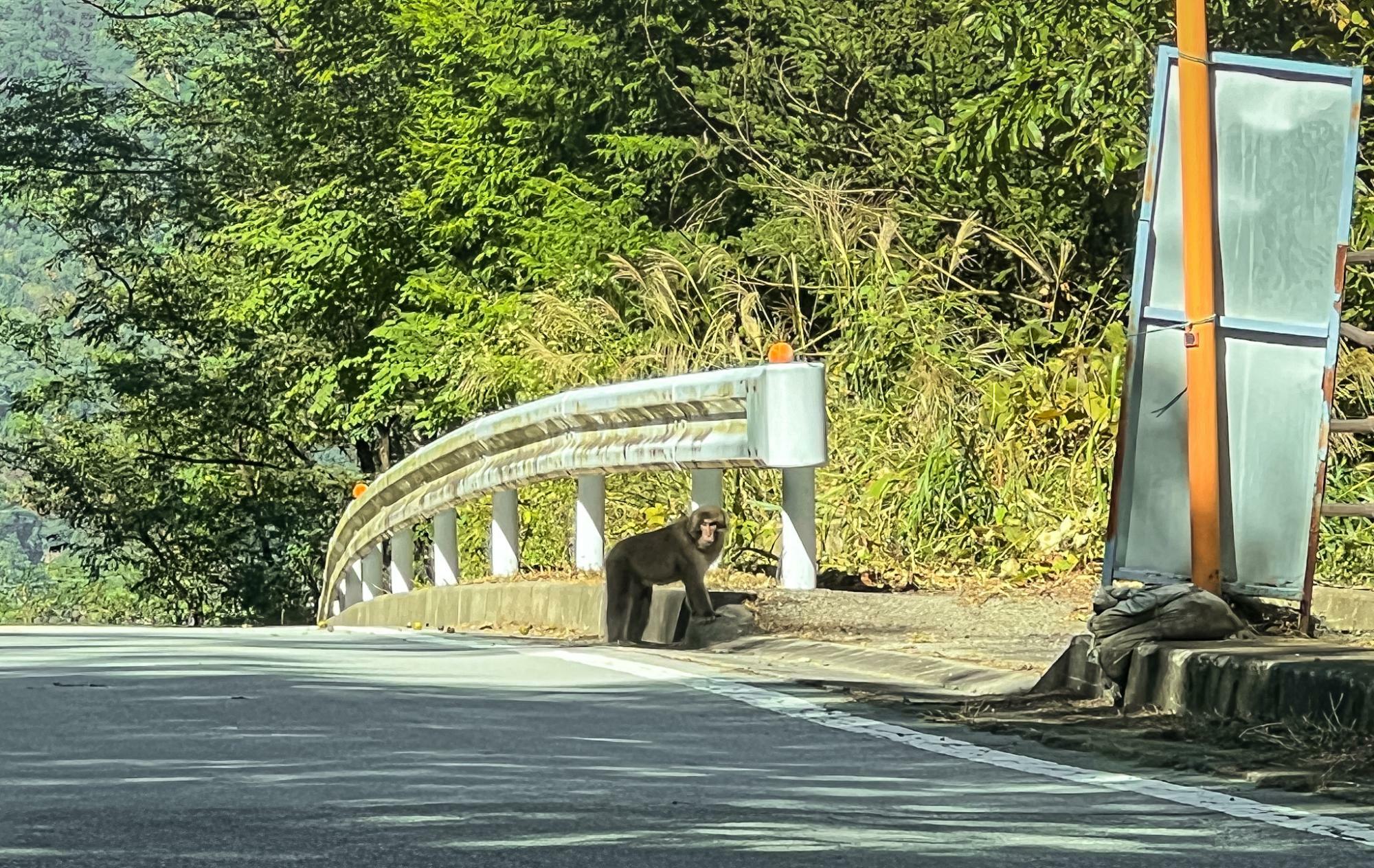 山中ではなくて麓の市道でお猿さんと遭遇