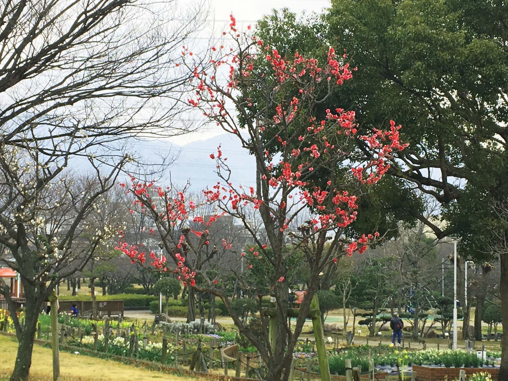 風望の丘付近