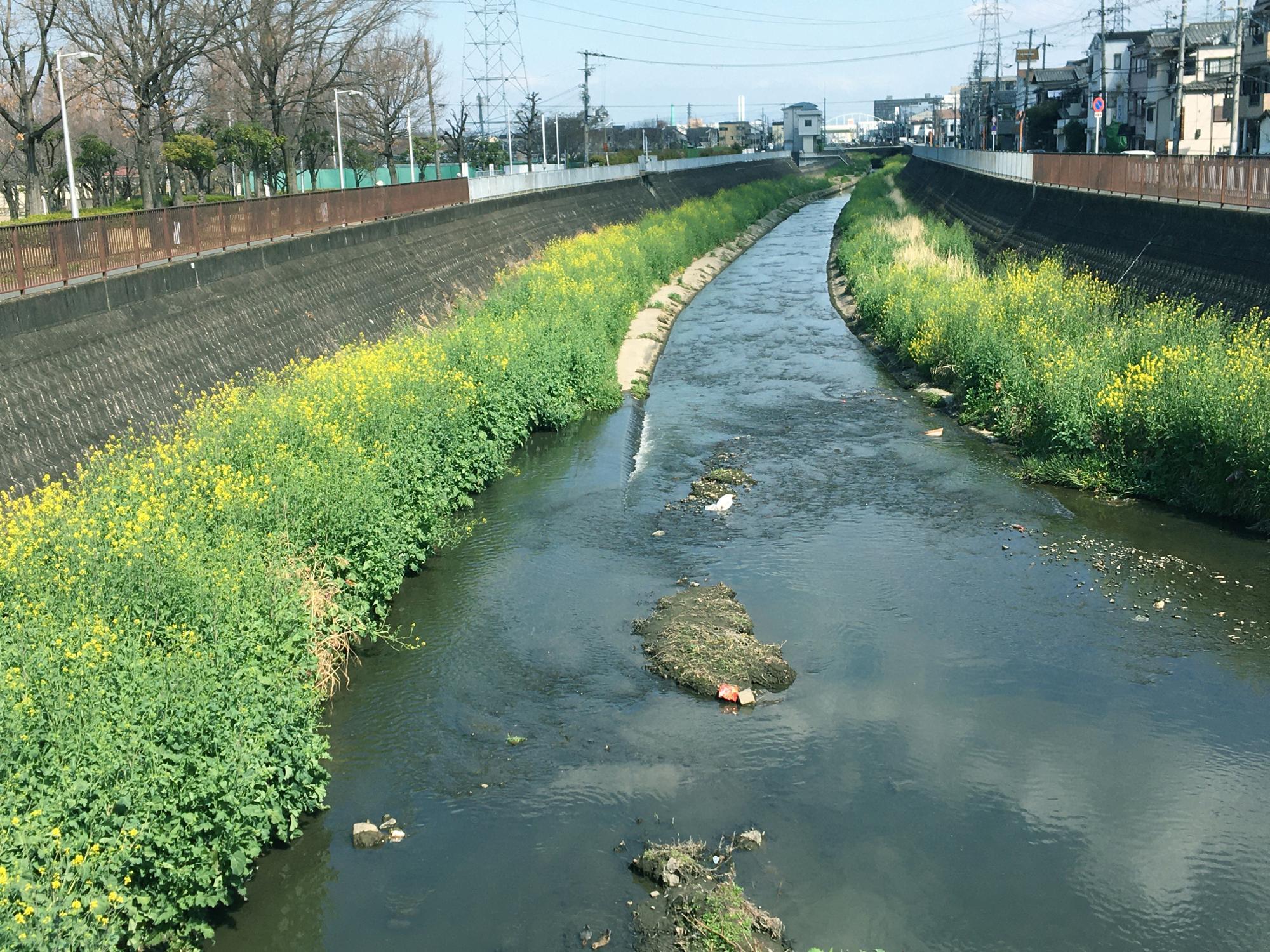 恩智川の菜の花