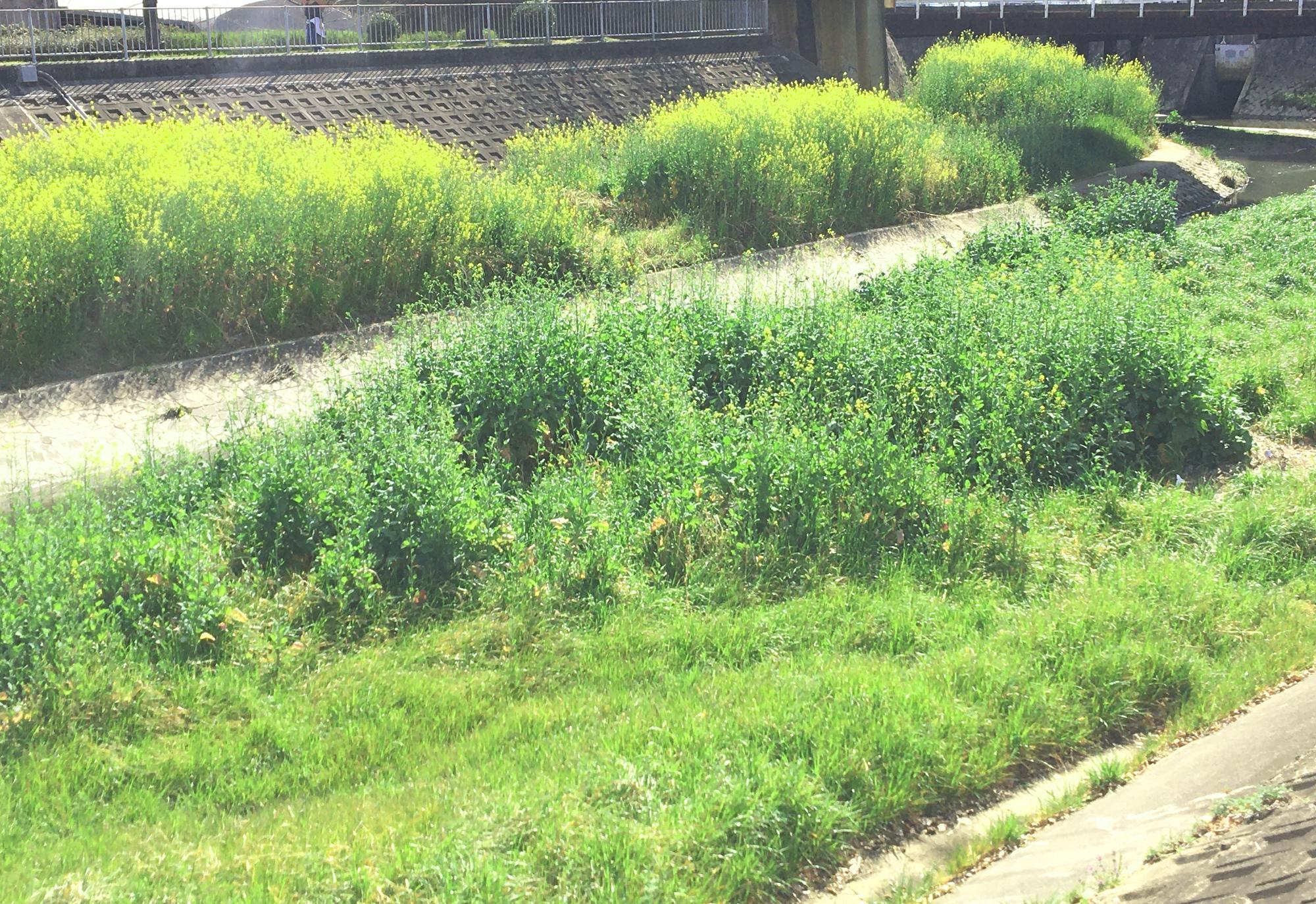 恩智川の菜の花