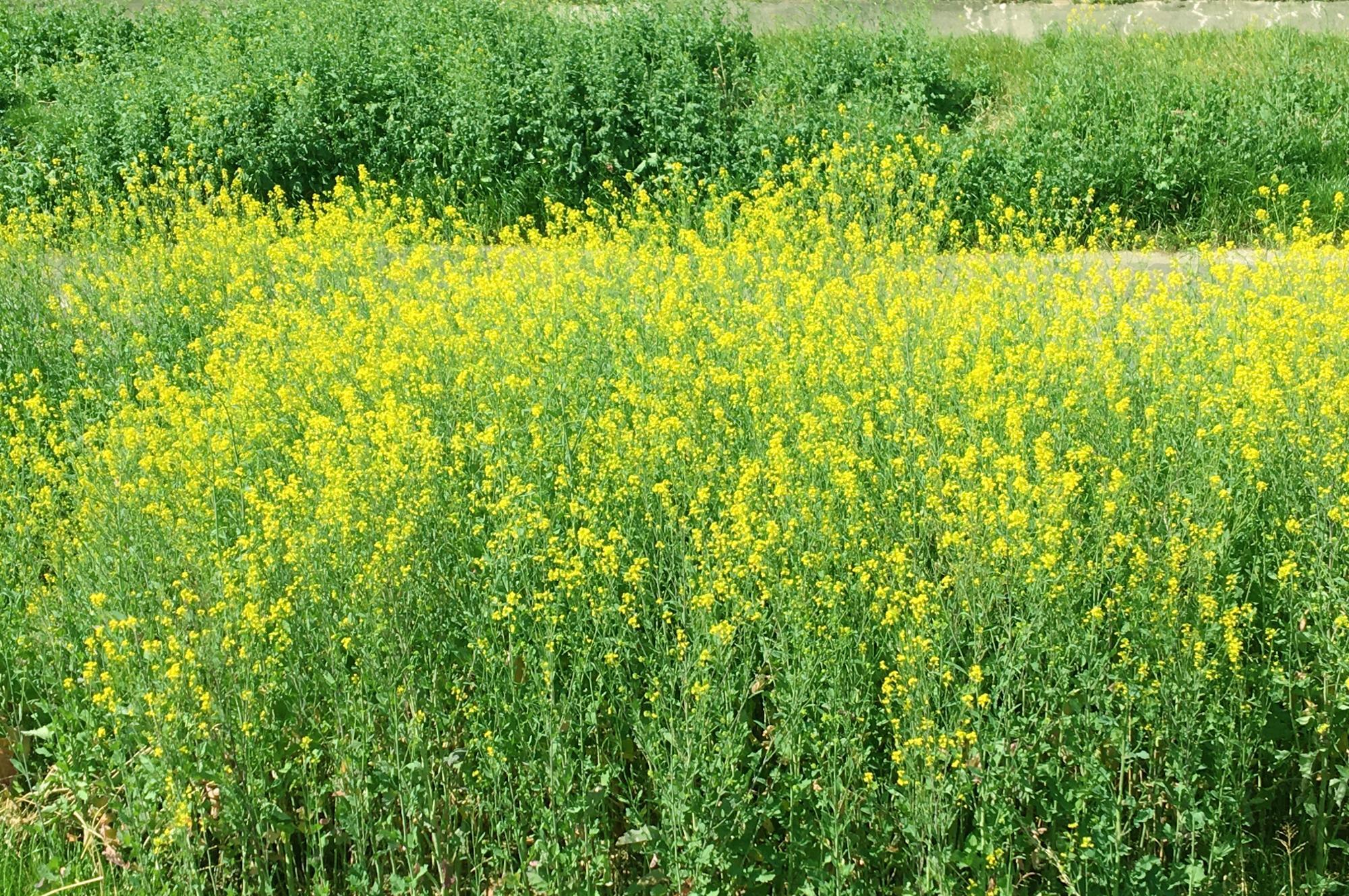 恩智川の菜の花