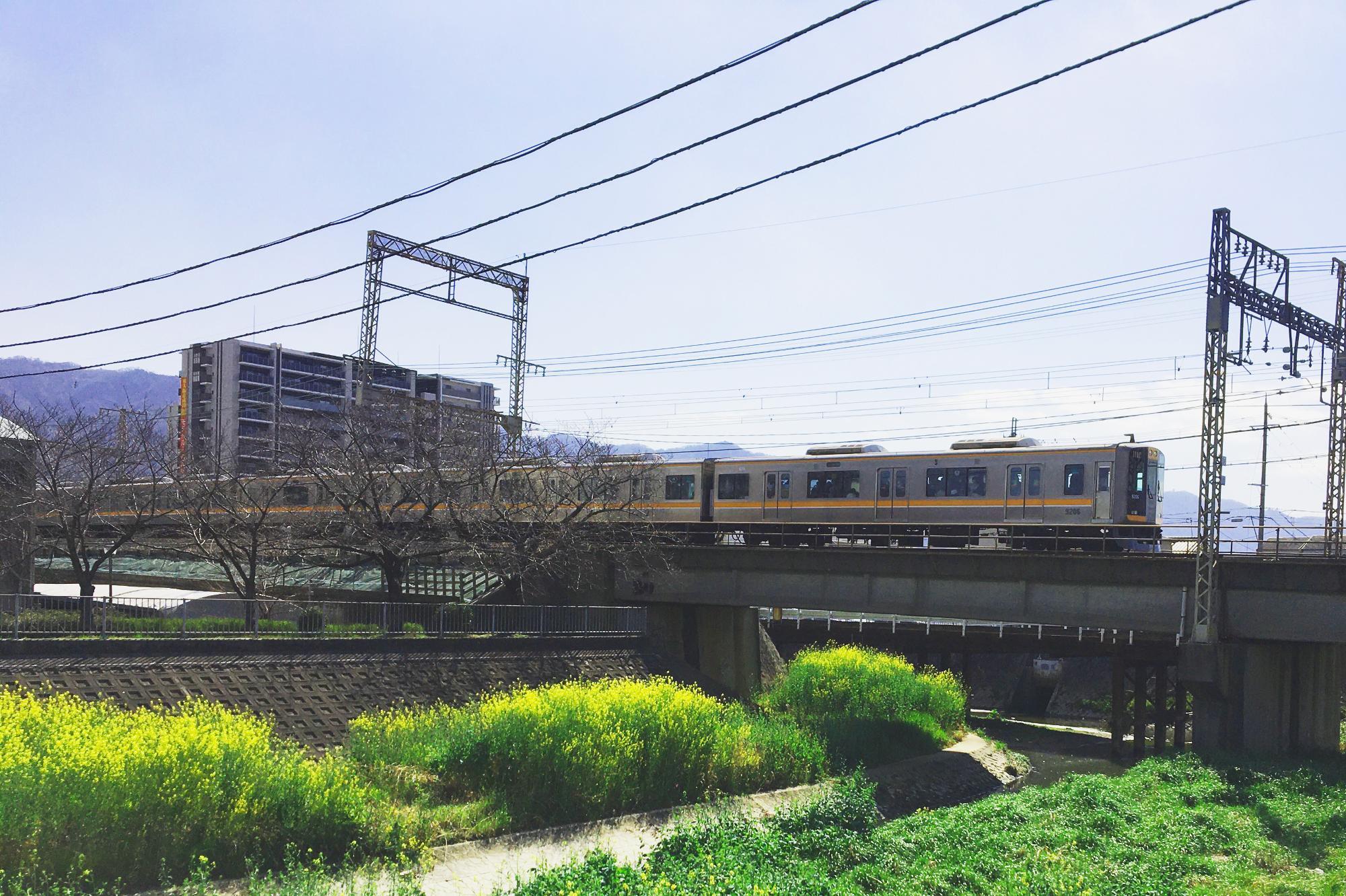 恩智川の菜の花と近鉄電車