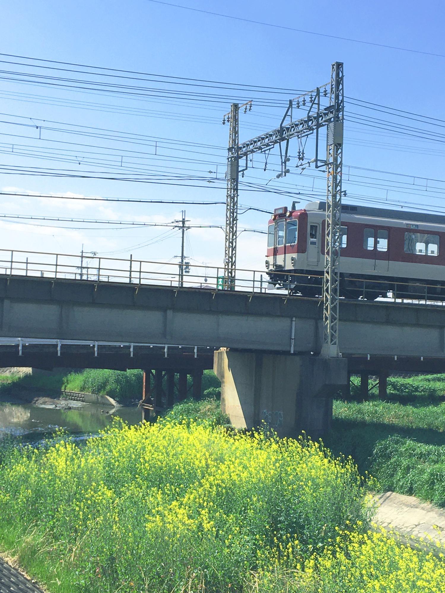 恩智川の菜の花と近鉄電車