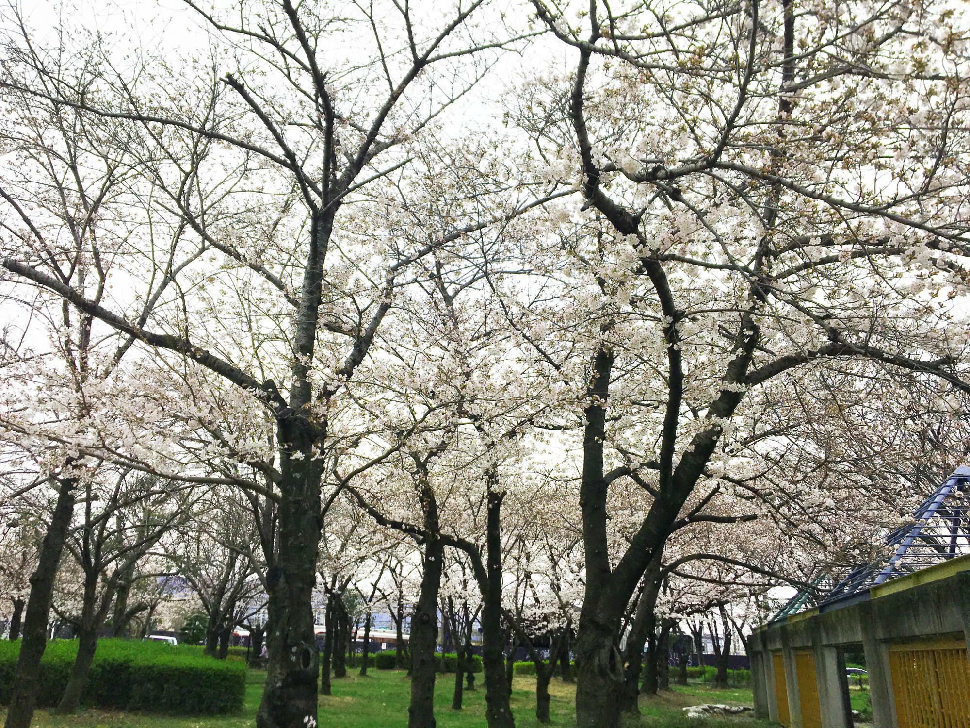 桜の広場