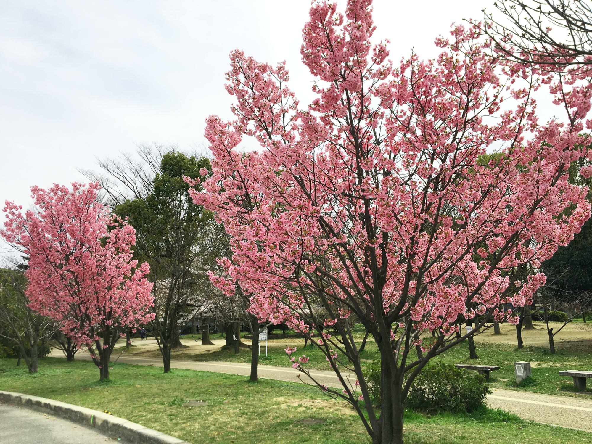 広場の陽光桜
