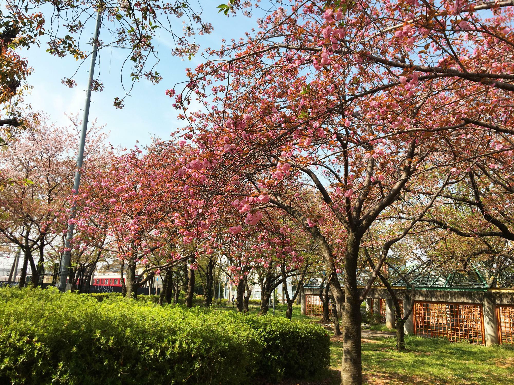 花園中央公園桜の広場