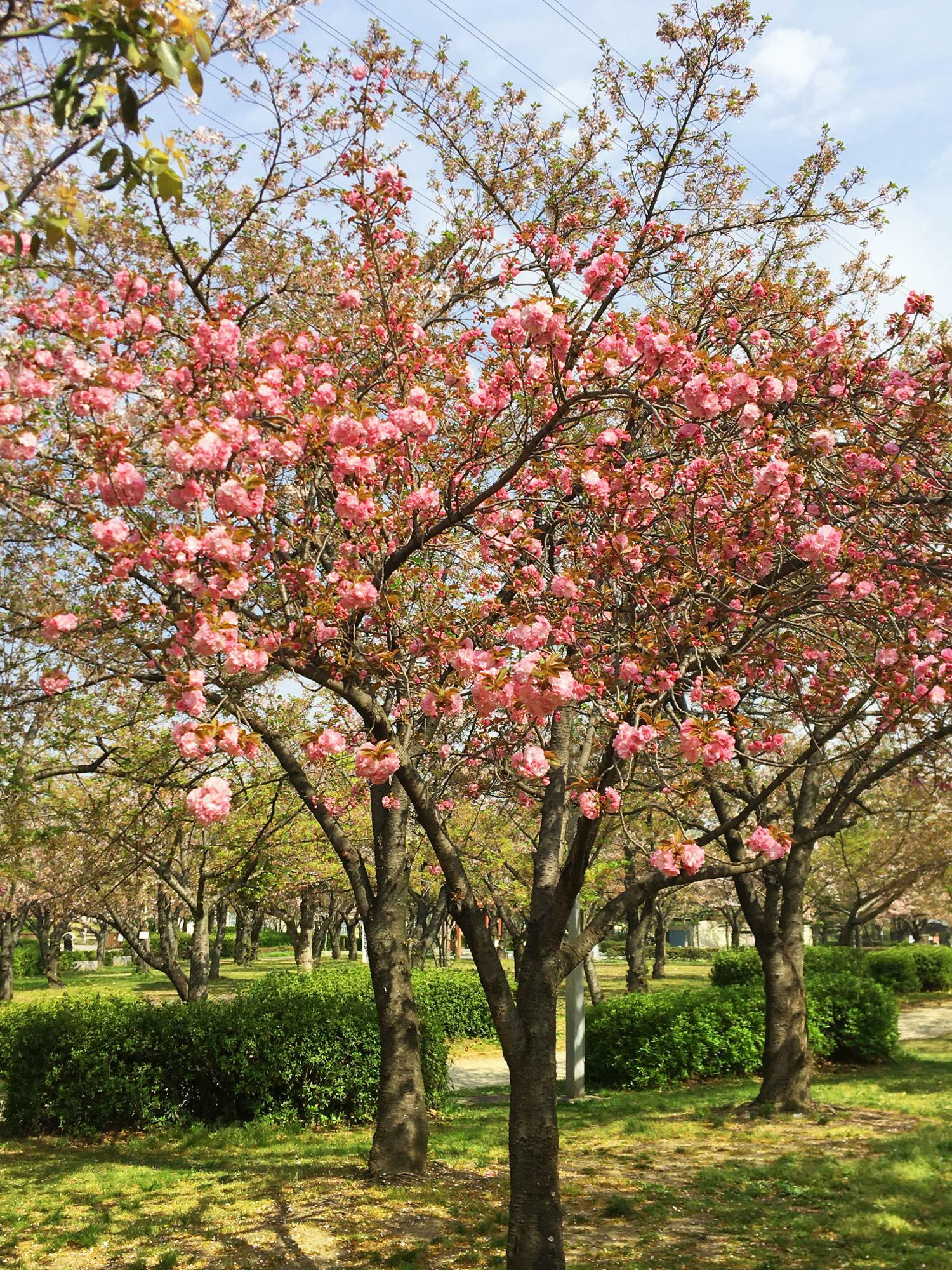 花園中央公園桜の広場