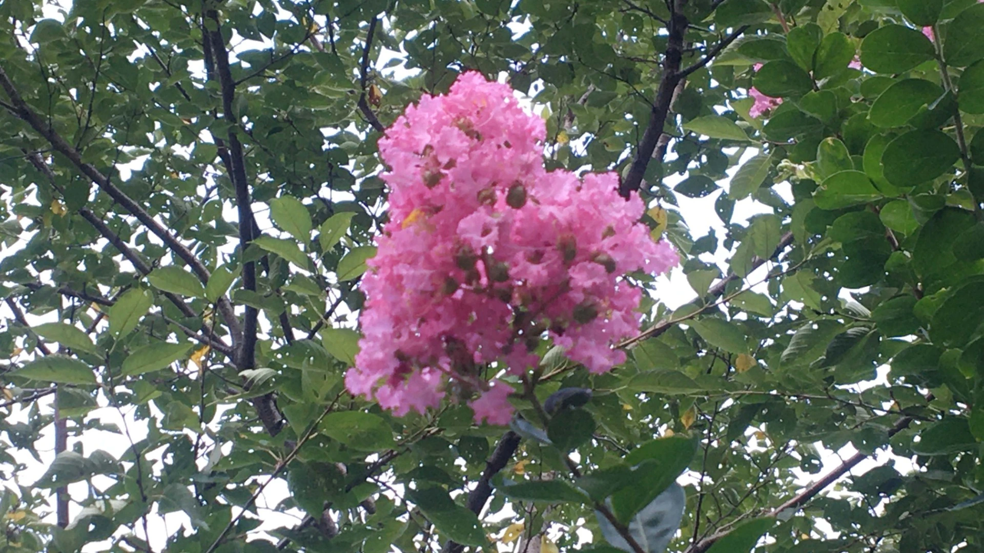 【東大阪市】夏なのに「桜広場」にピンクの花が満開！？（岡田智則） - エキスパート - Yahoo!ニュース