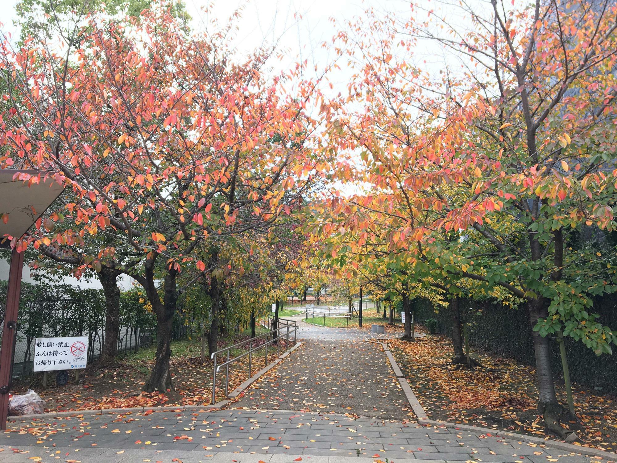 桜坂