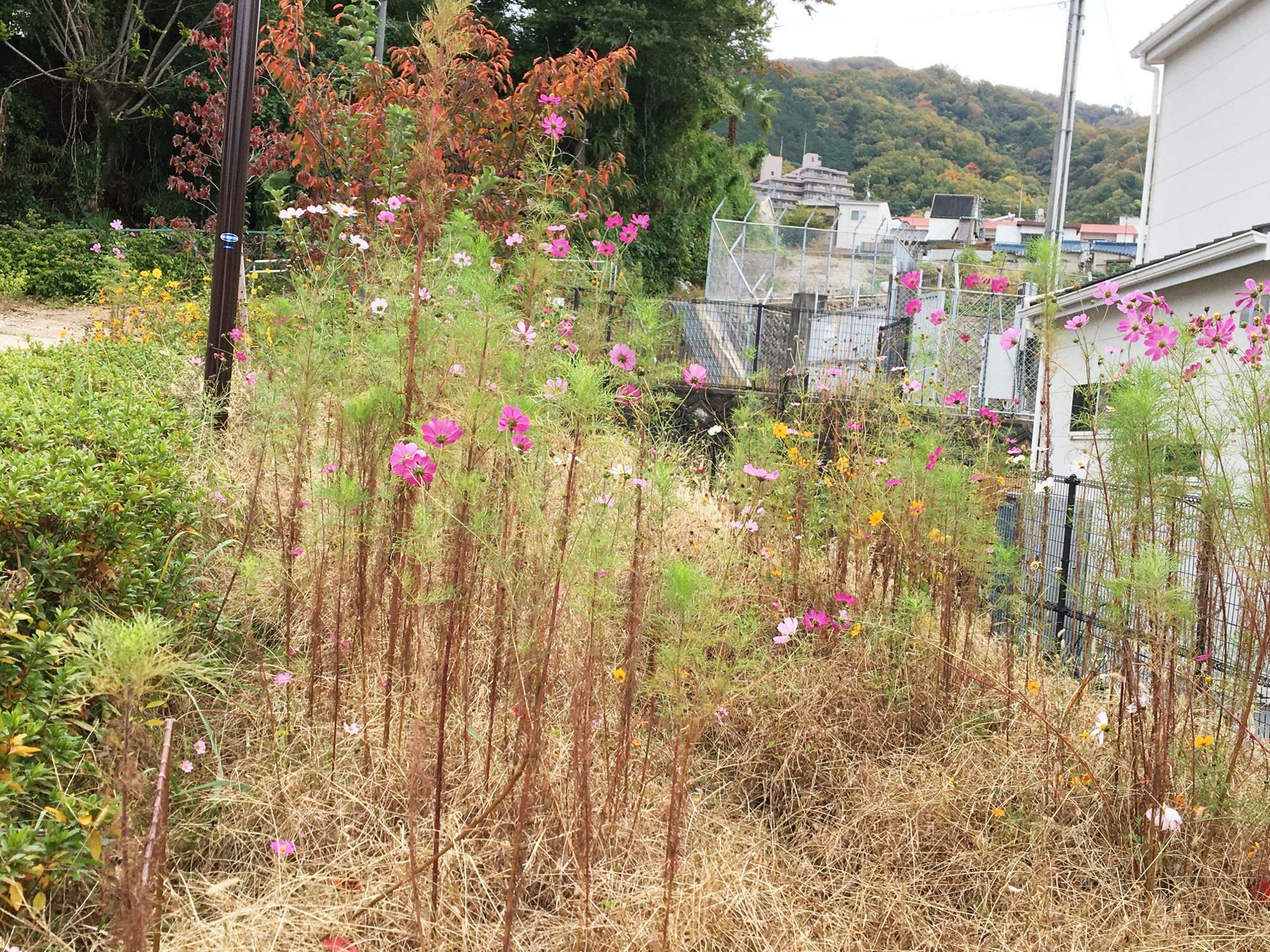 桜坂