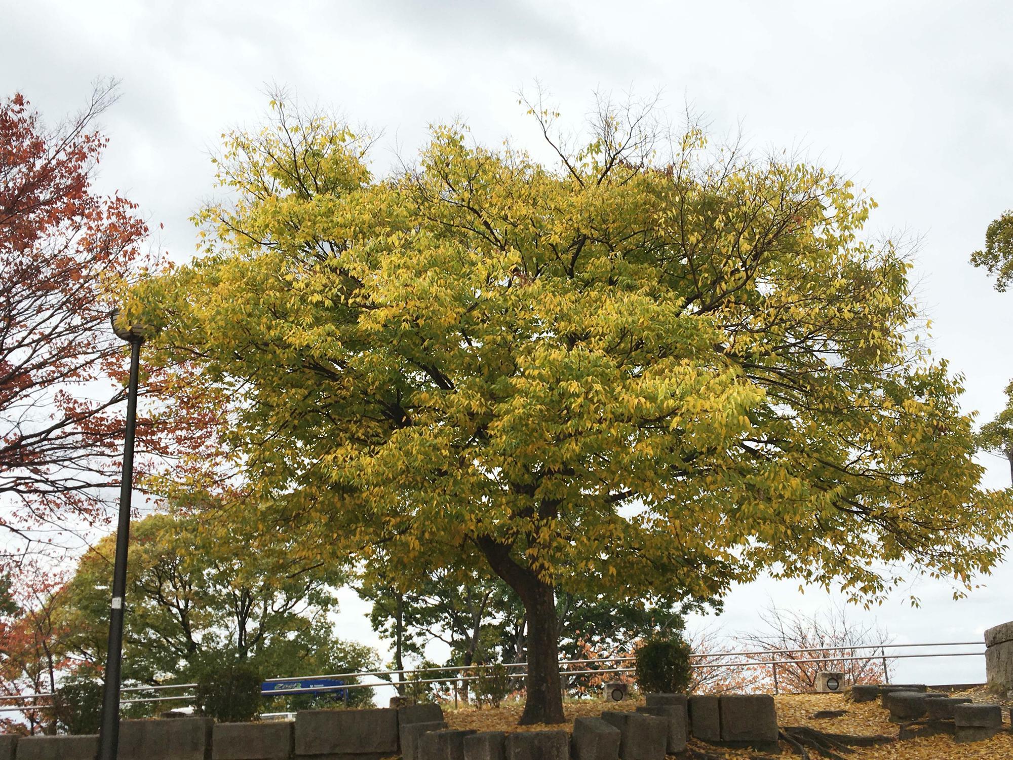 東石切公園