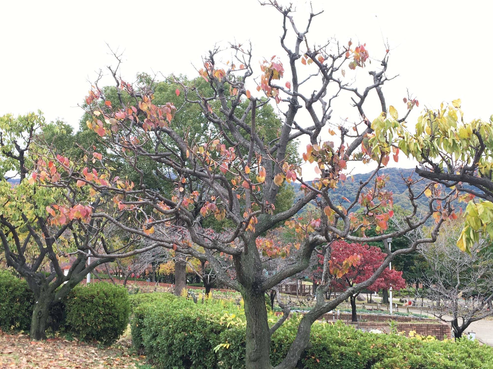 風望の丘手前の梅見スポット