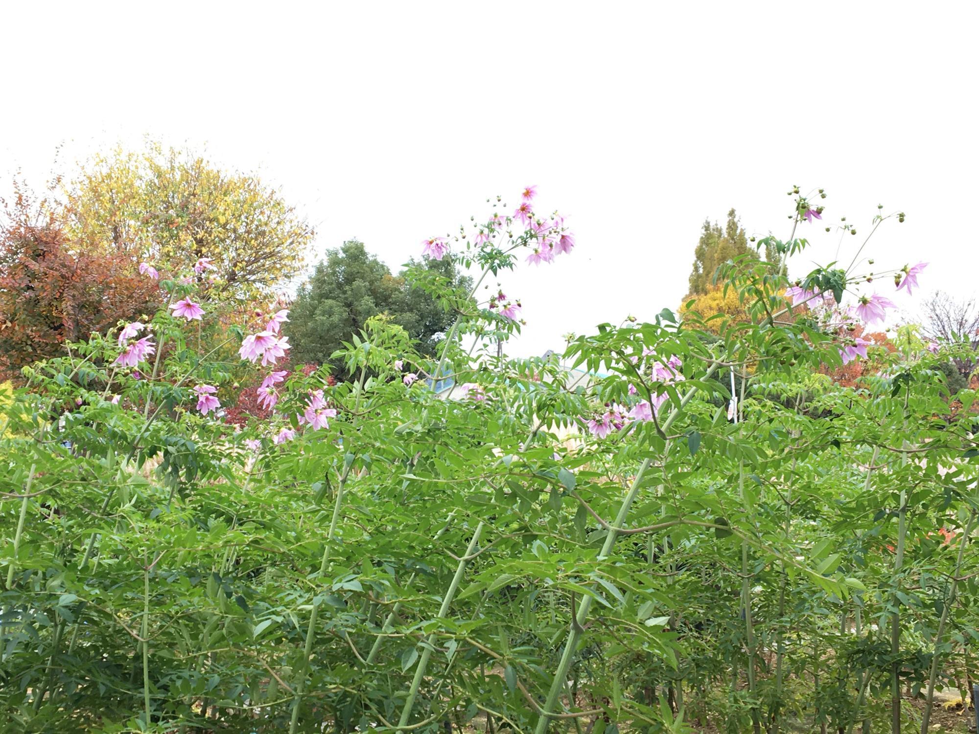 東大阪花園ラグビー場前の花壇