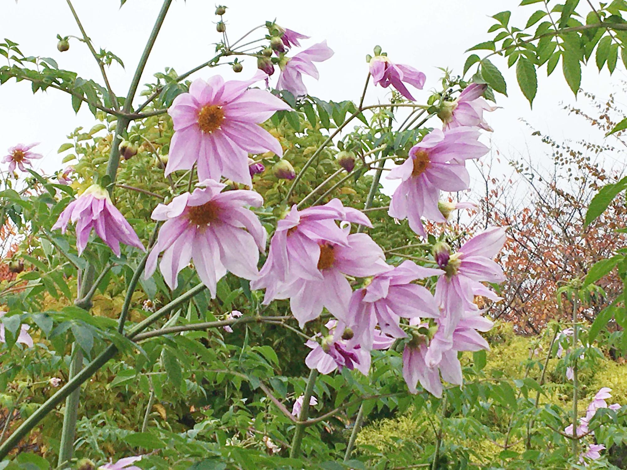 東大阪花園ラグビー場前の花壇