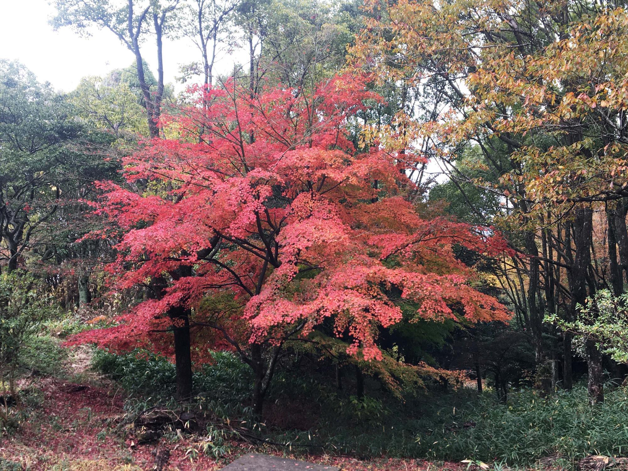 銀樟広場紅葉