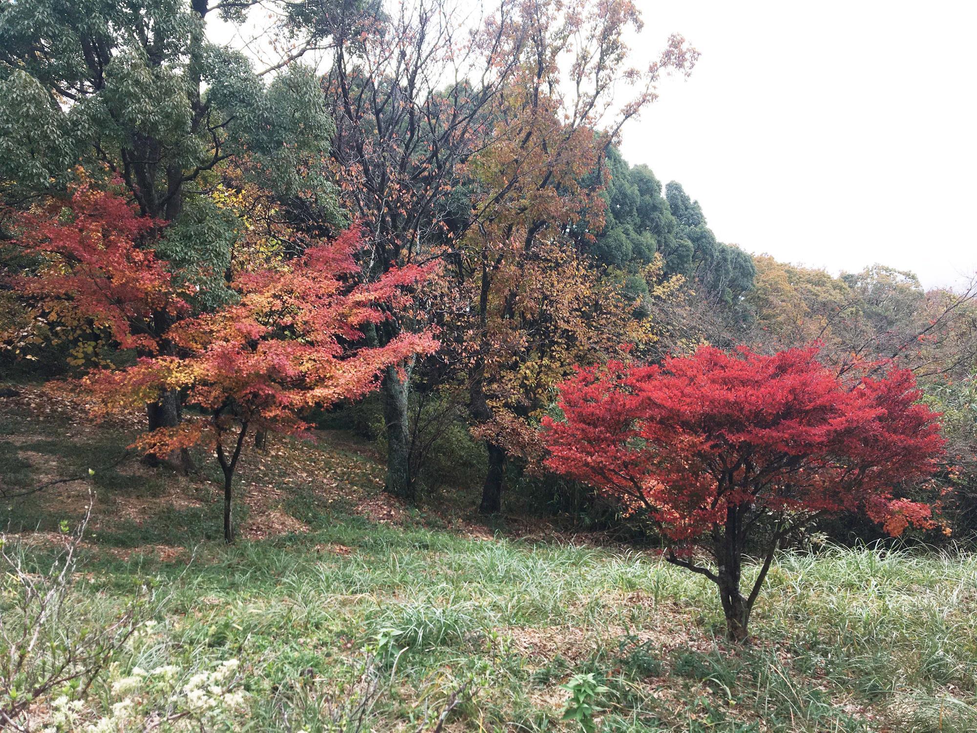 銀樟広場紅葉