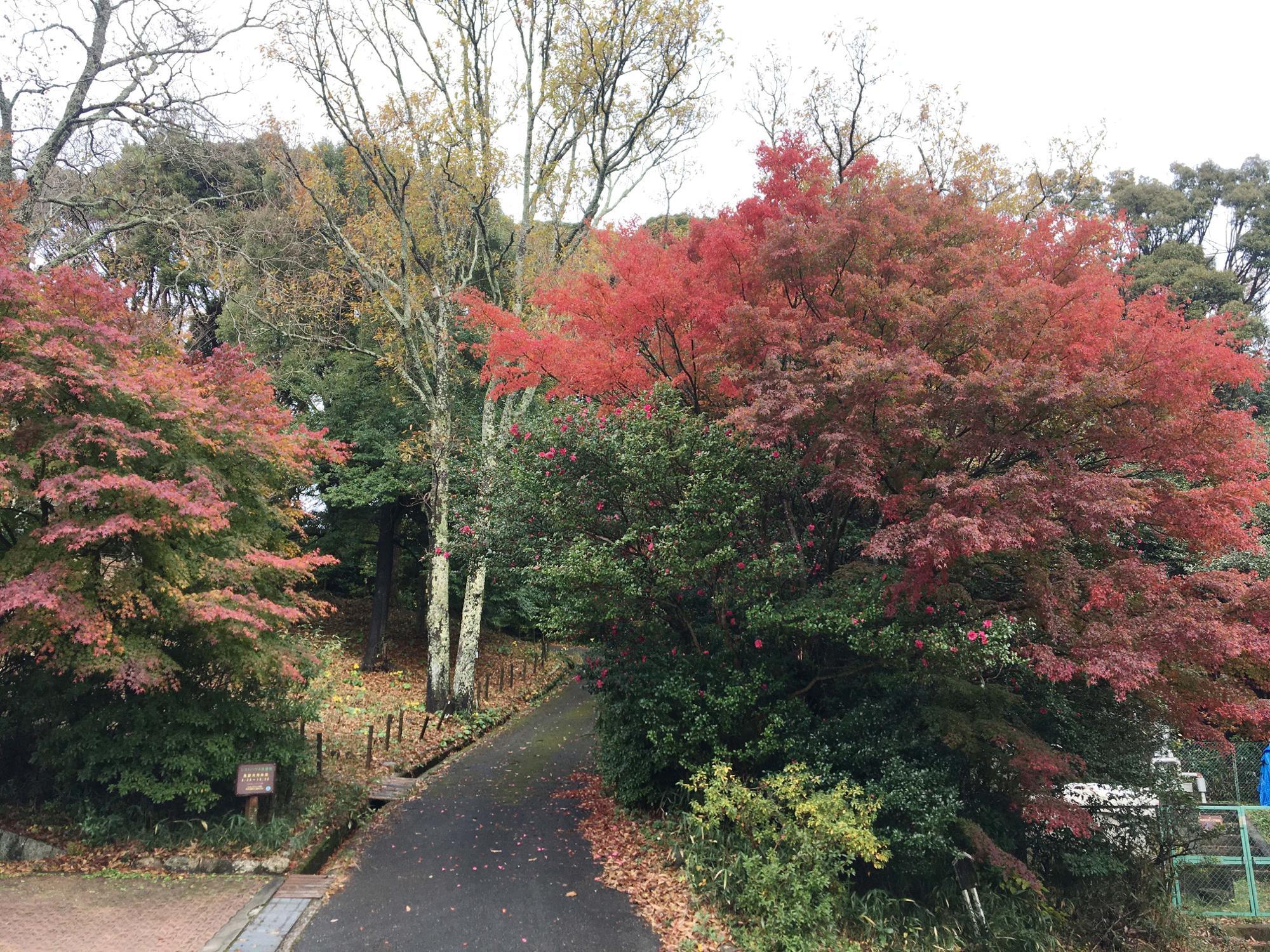 森のレストハウス紅葉