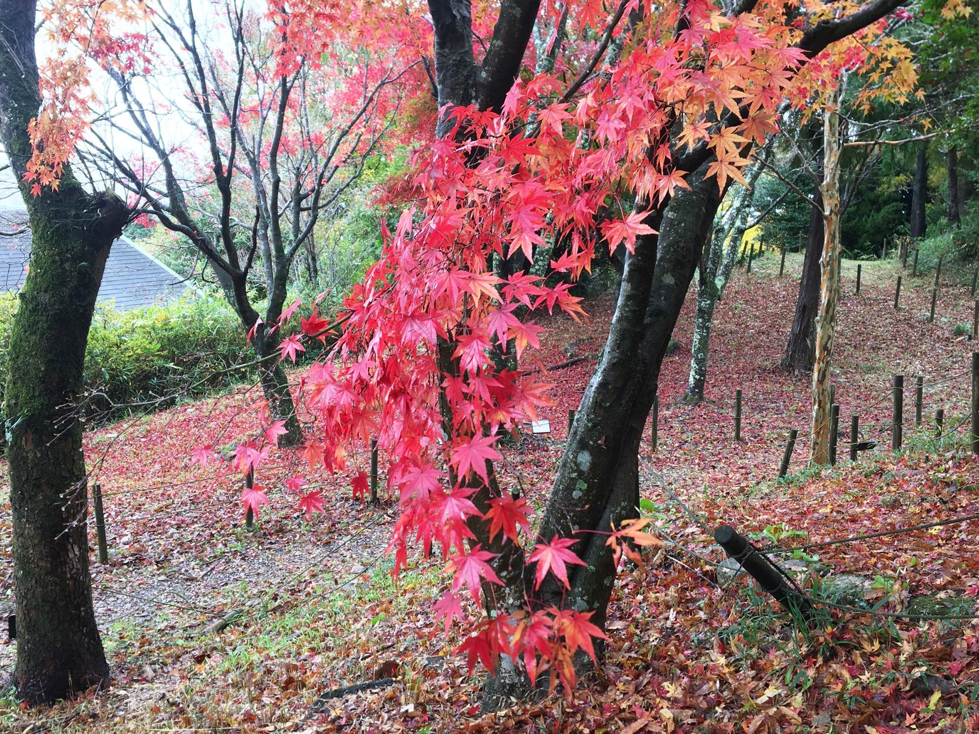 森のレストハウス紅葉