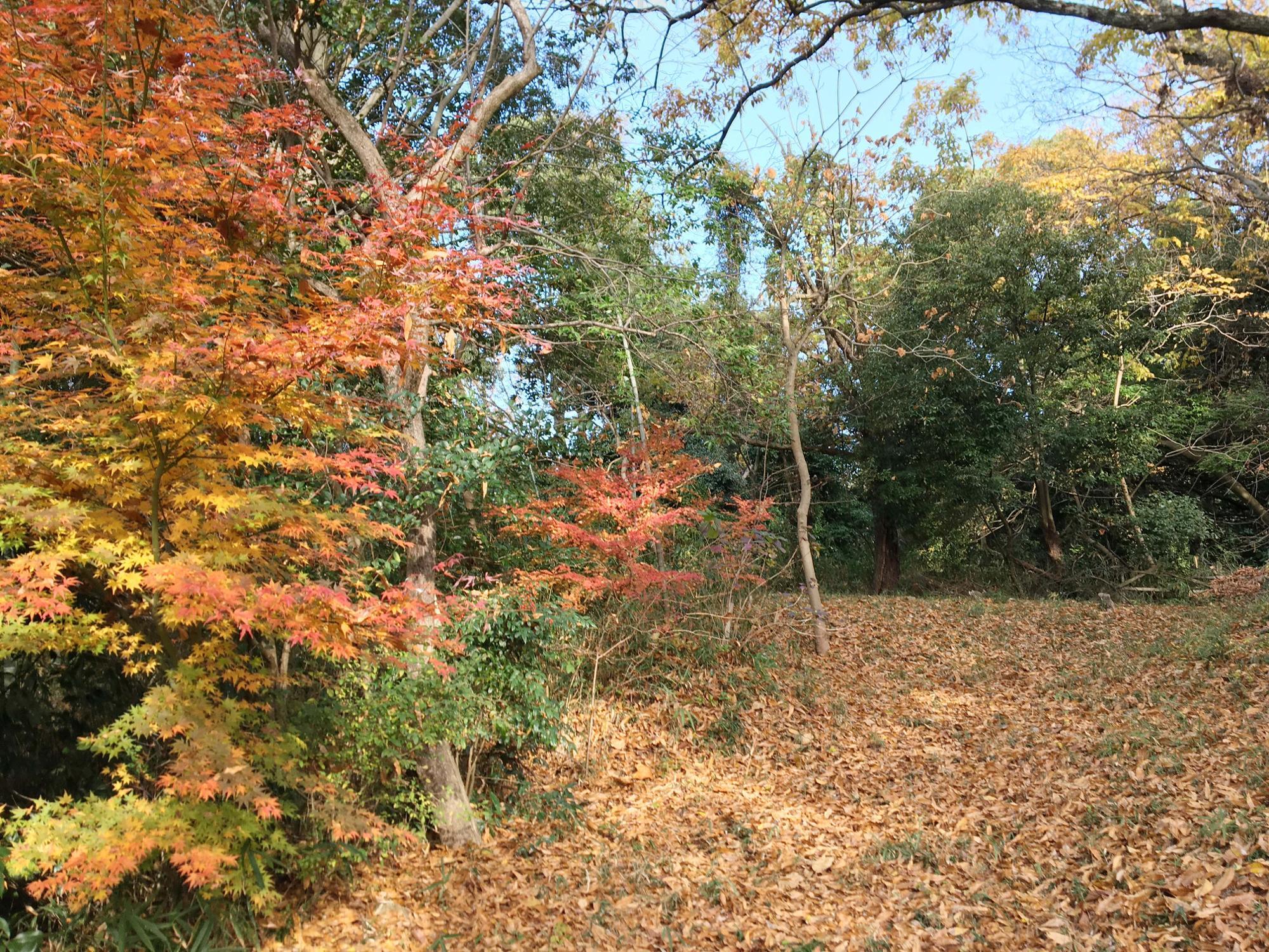 山畑12号墳の紅葉