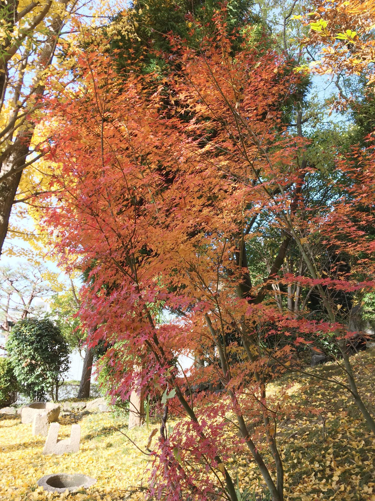 カキノキ