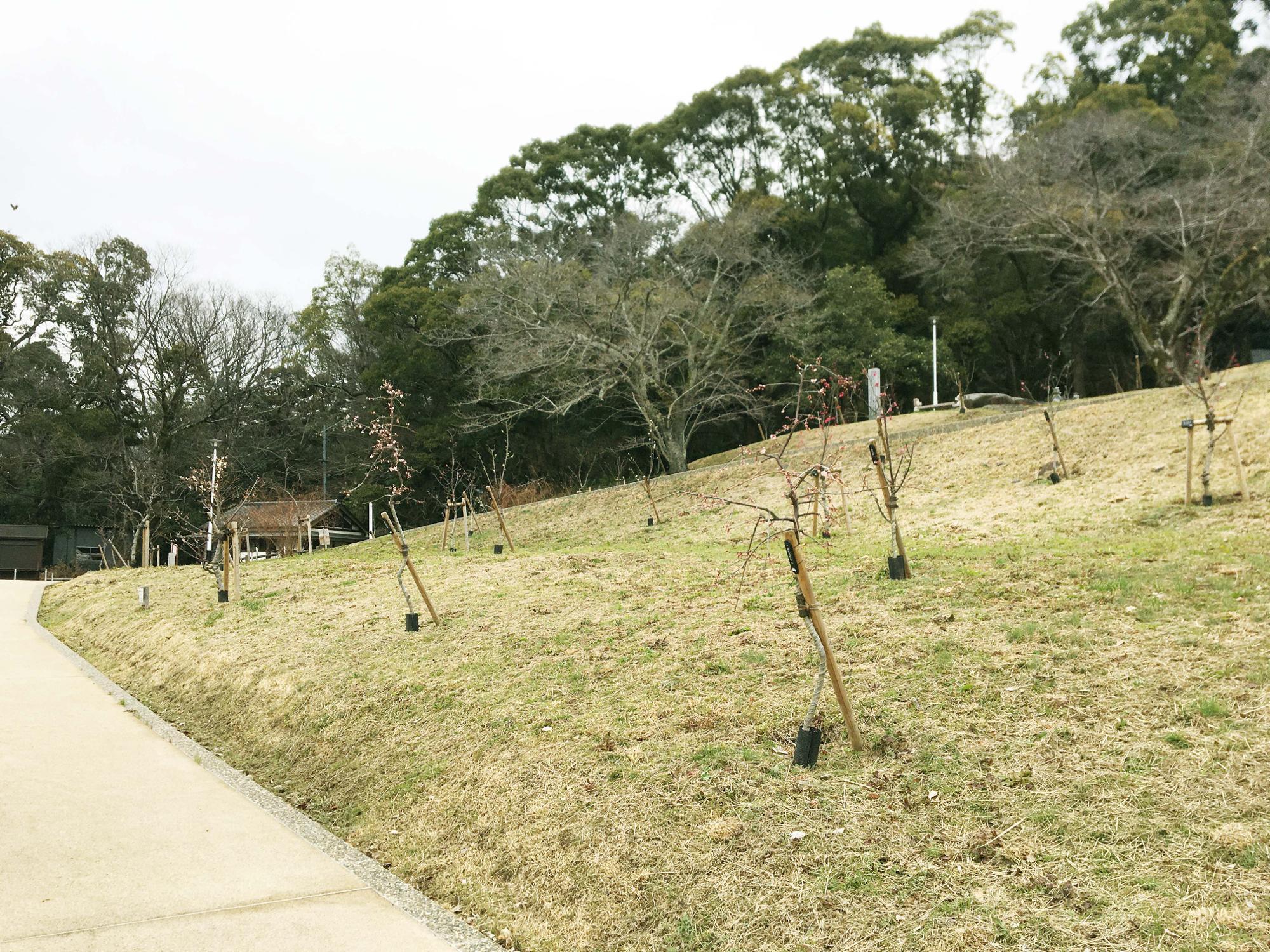 枚岡梅林