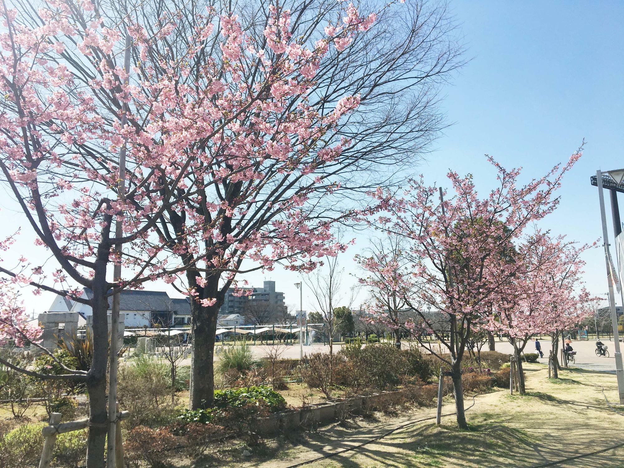 花園中央公園