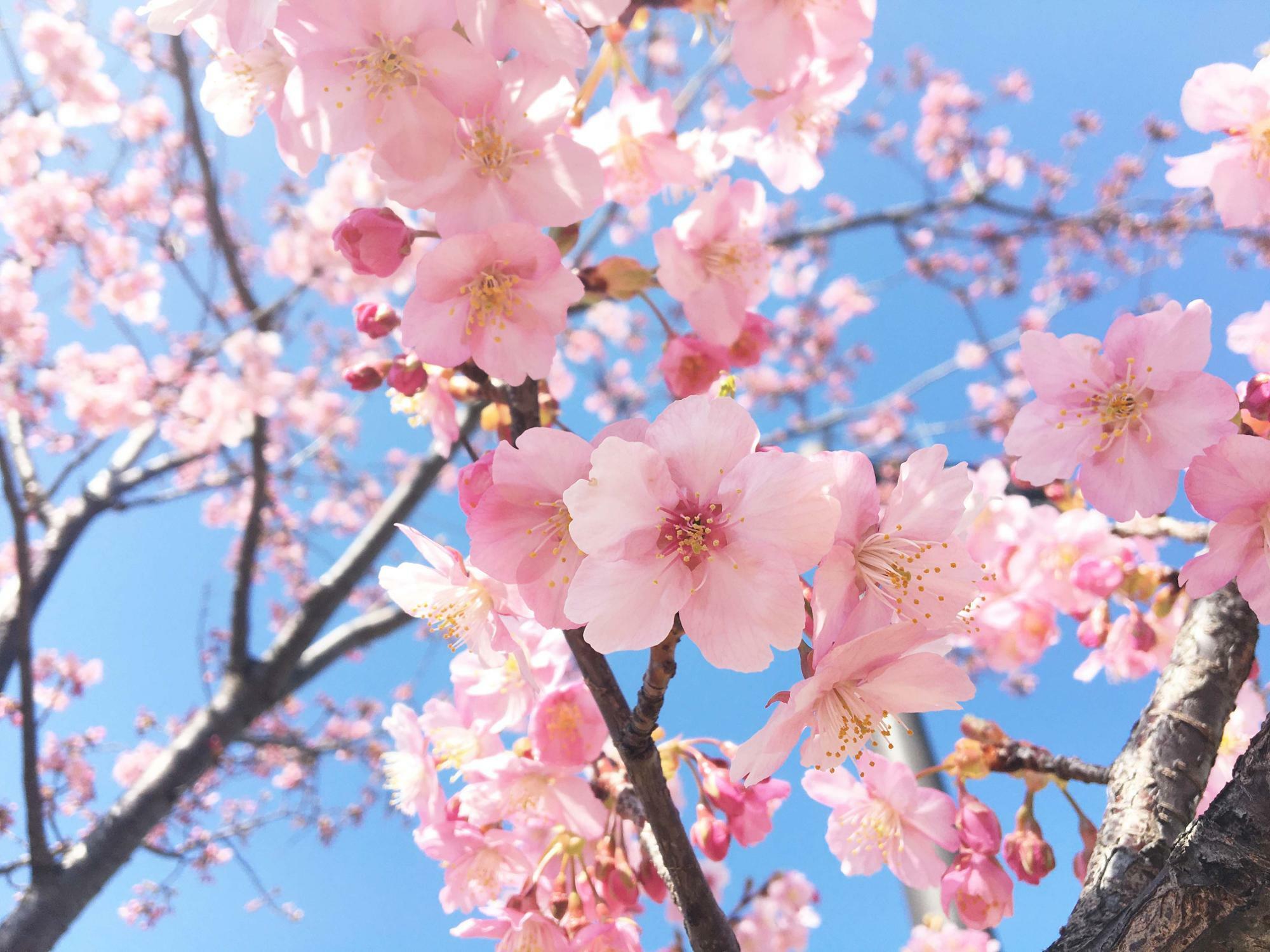 河内桜