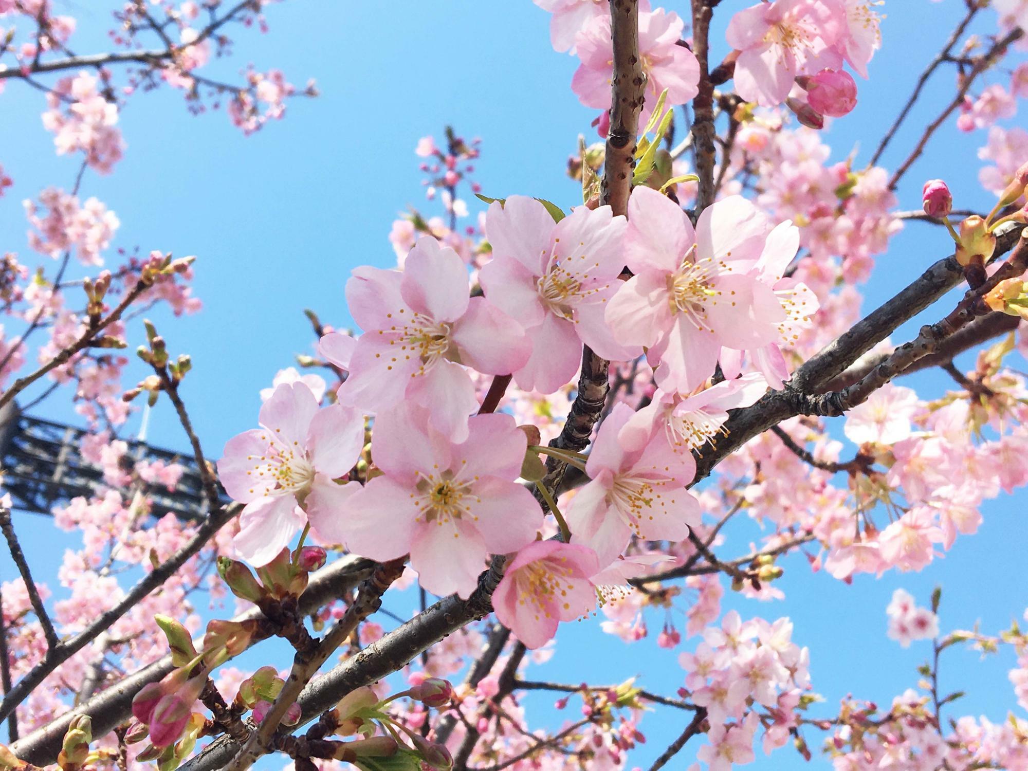 河内桜