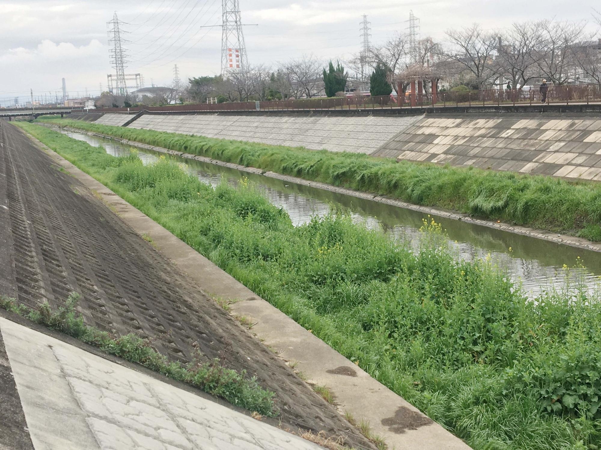 恩智川　花園中央公園付近