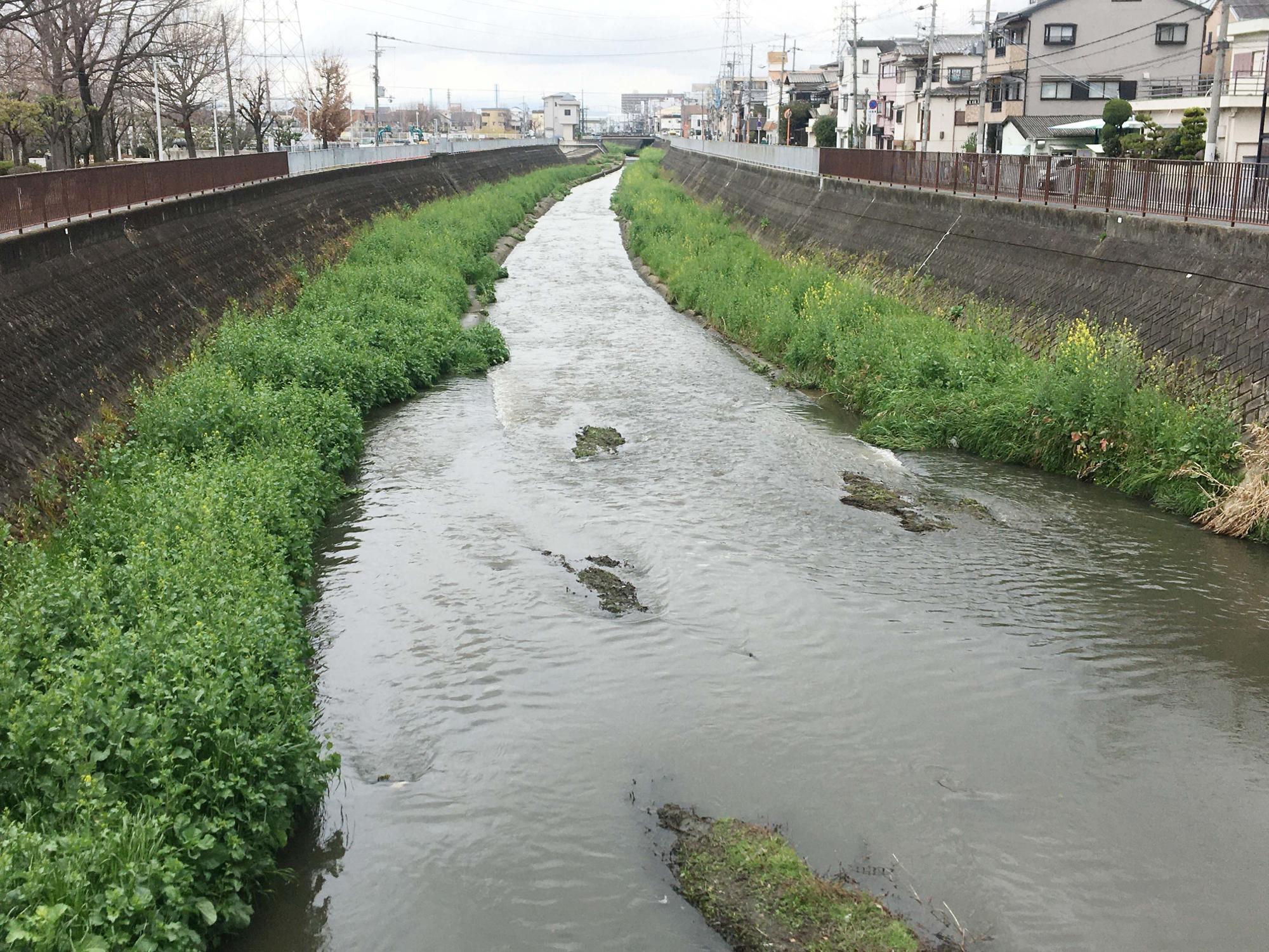 恩智川　花園中央公園付近