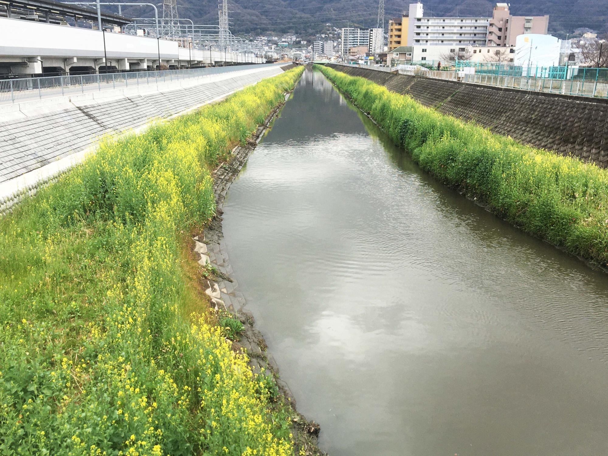 恩智川　恩智川治水緑地方面