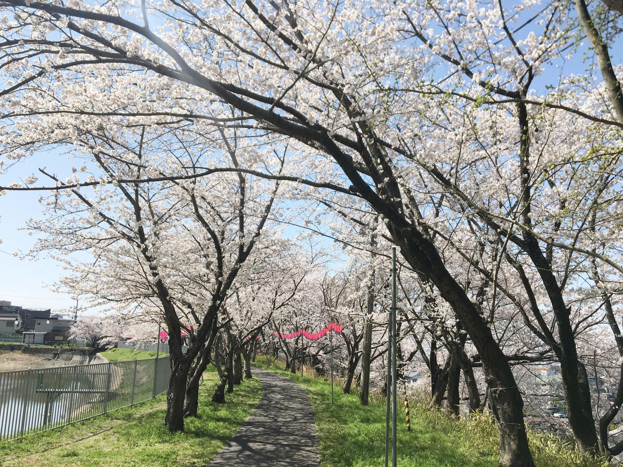 日下新池