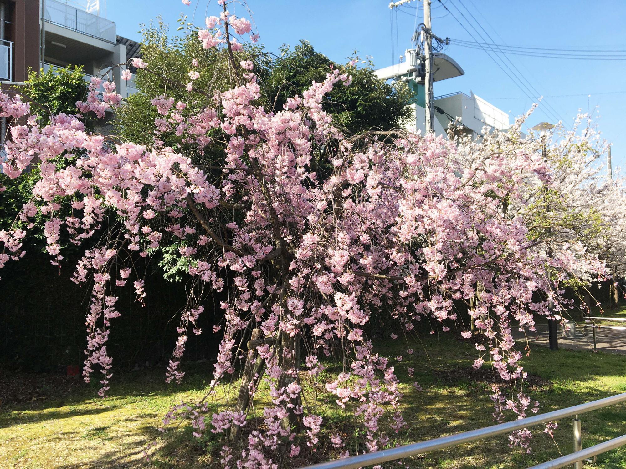 東石切公園