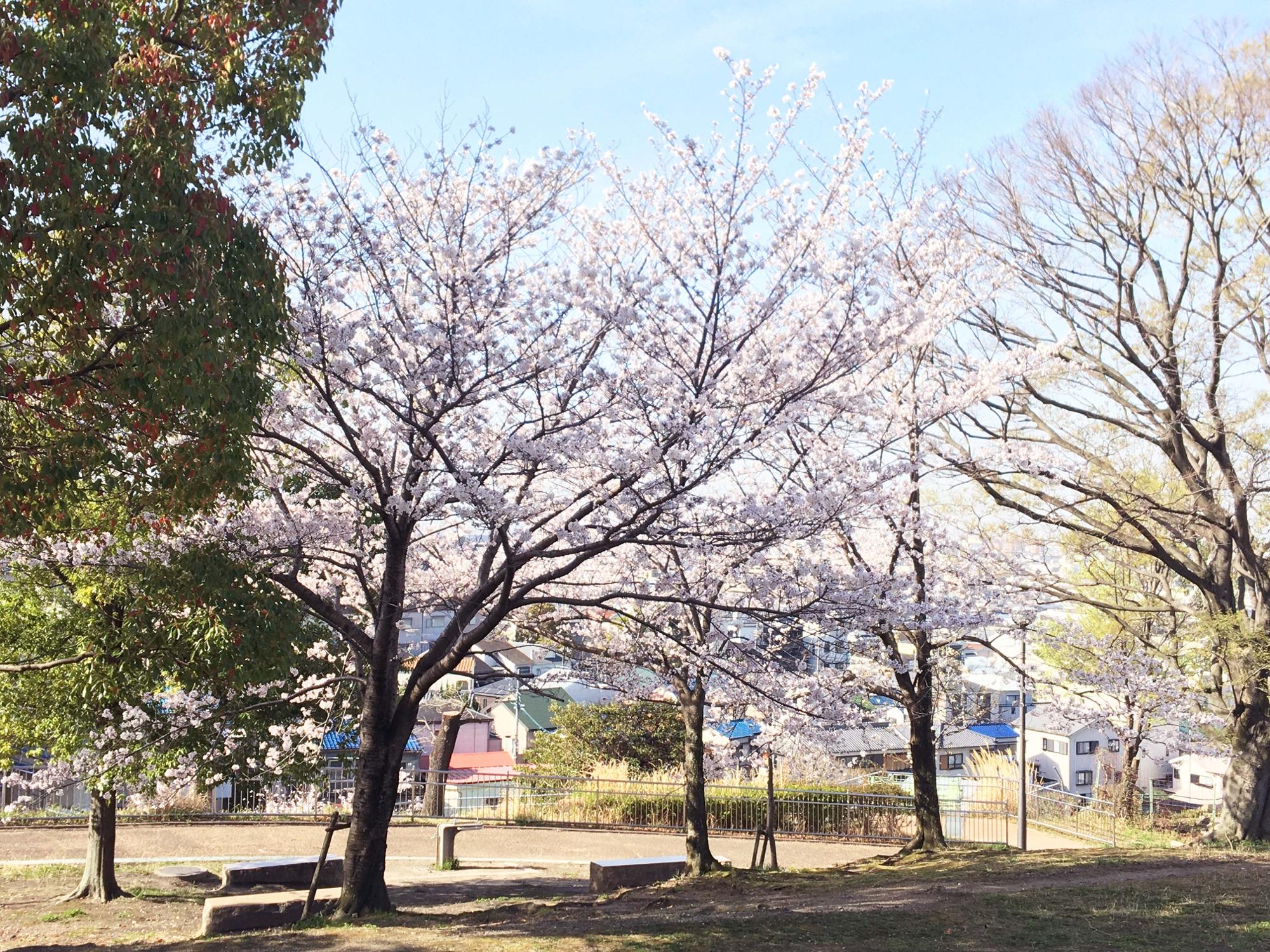 【東大阪市】石切自慢の桜並木が満開!展望台からの景色も最高です。(岡田智則) エキスパート Yahoo!ニュース 【東大阪市】石切自慢の桜並木が満開!展望台からの景色も最高です。(岡田智則) エキスパート Yahoo!ニュース