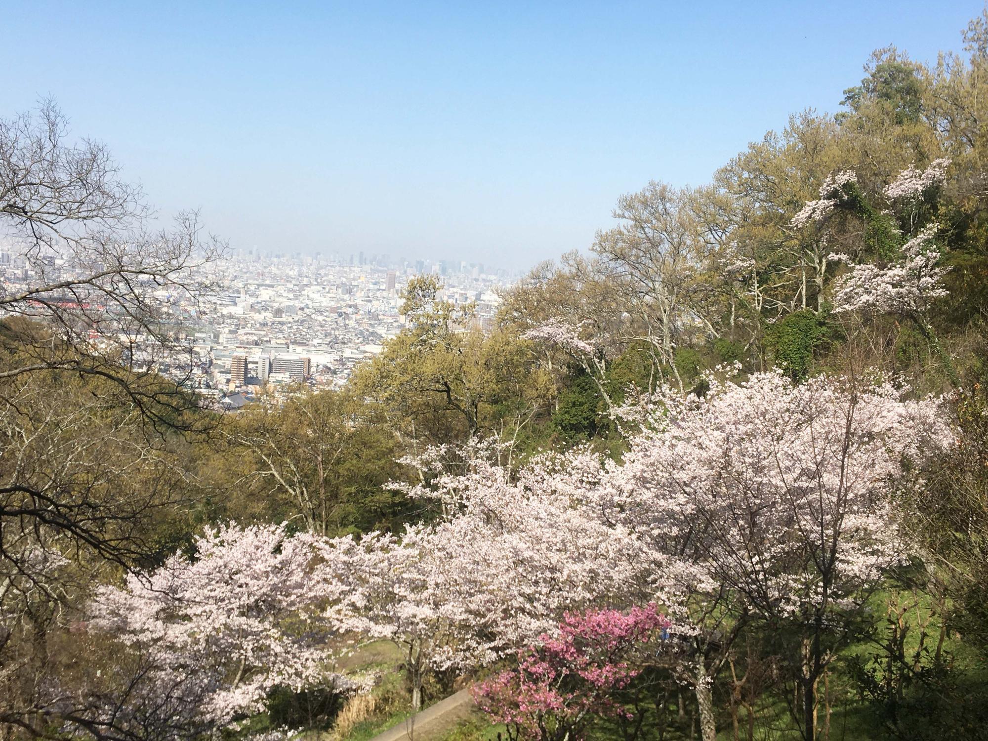 桜広場