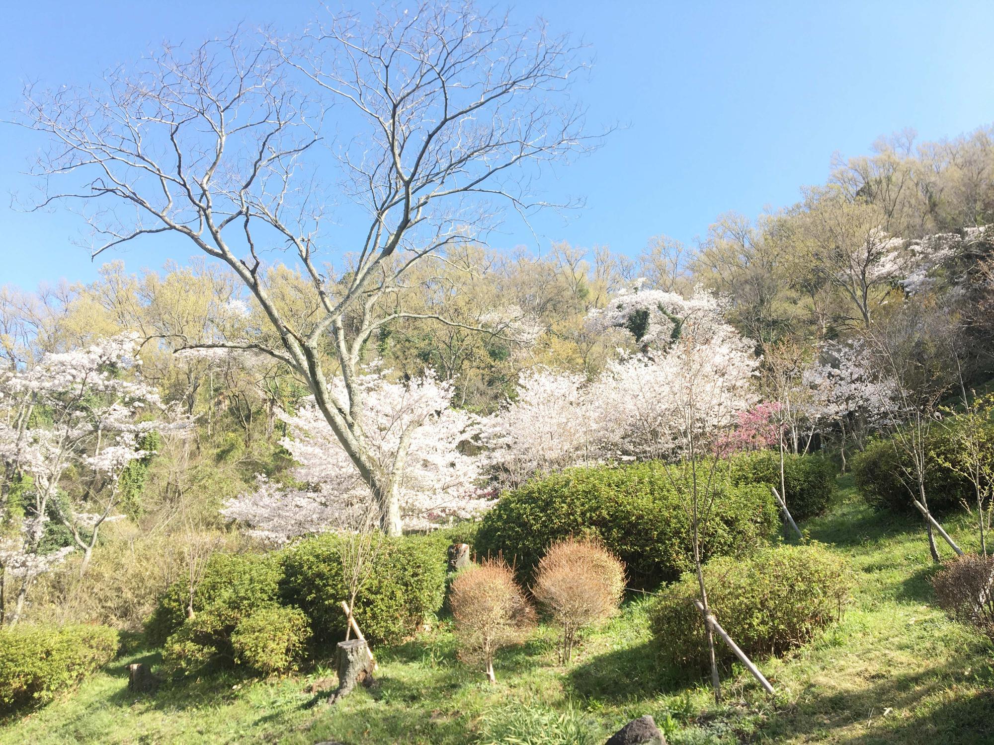 桜広場