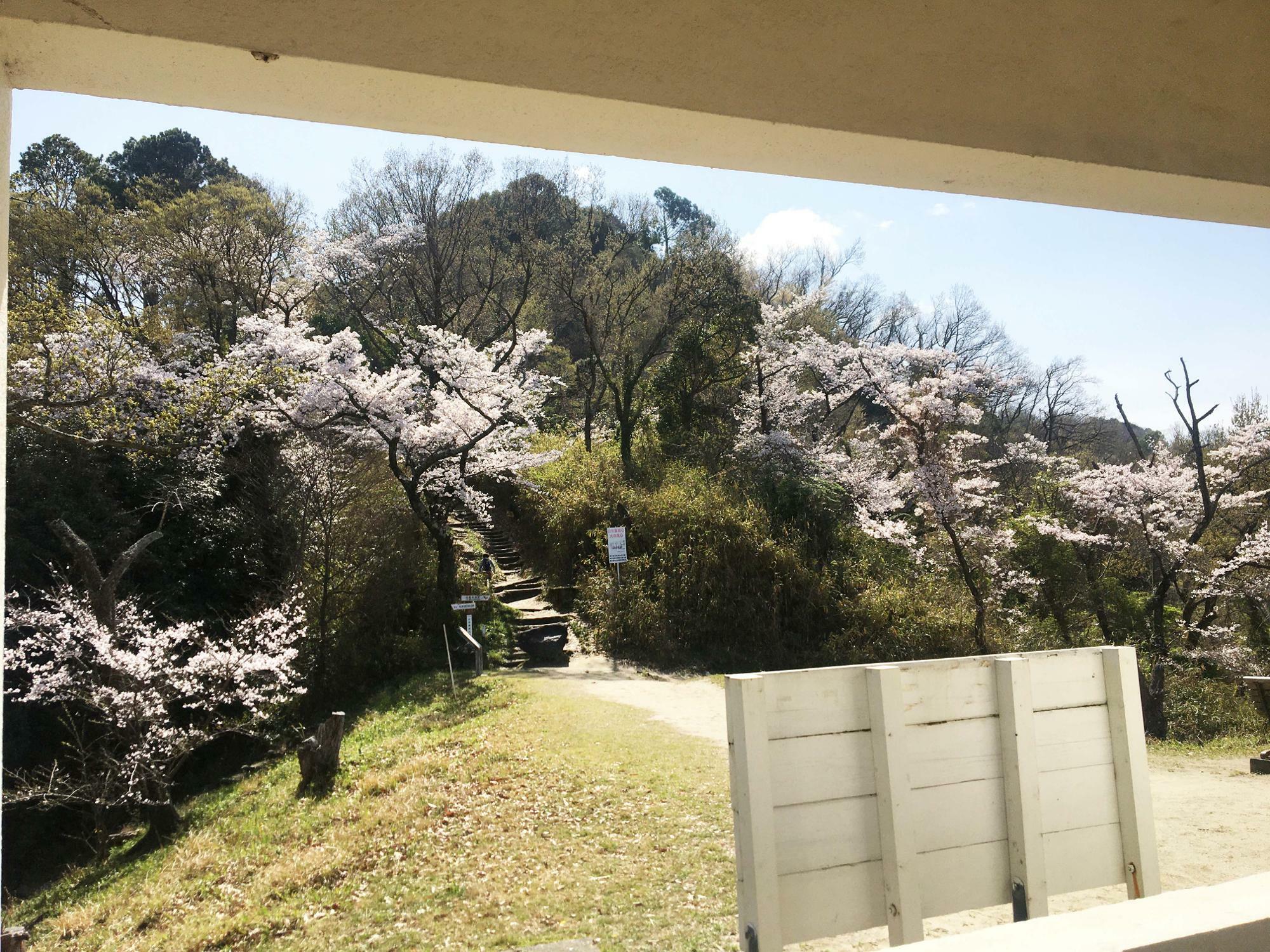 枚岡展望台の桜