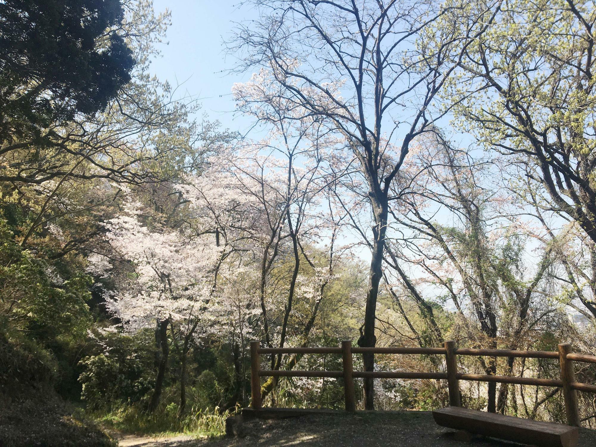 中展望の桜