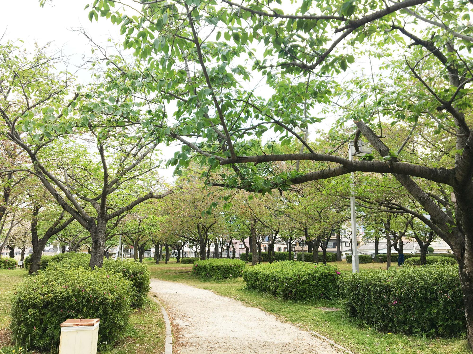 桜広場