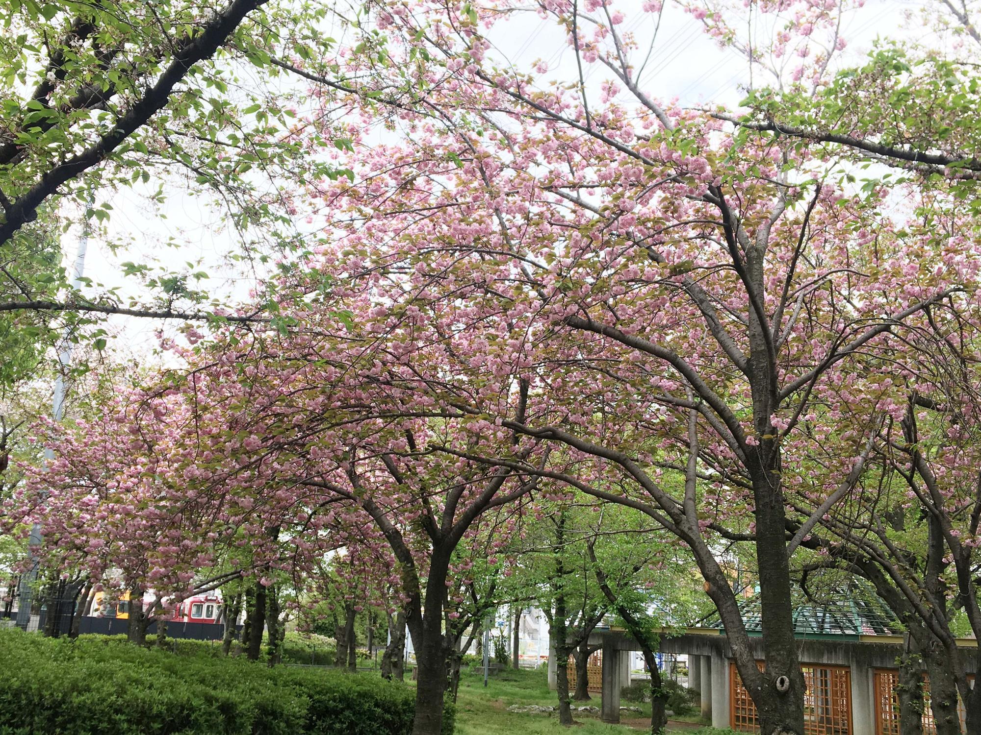 桜広場