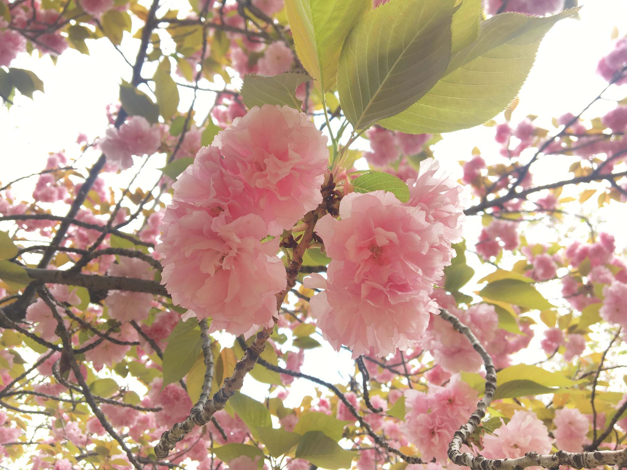 八重桜