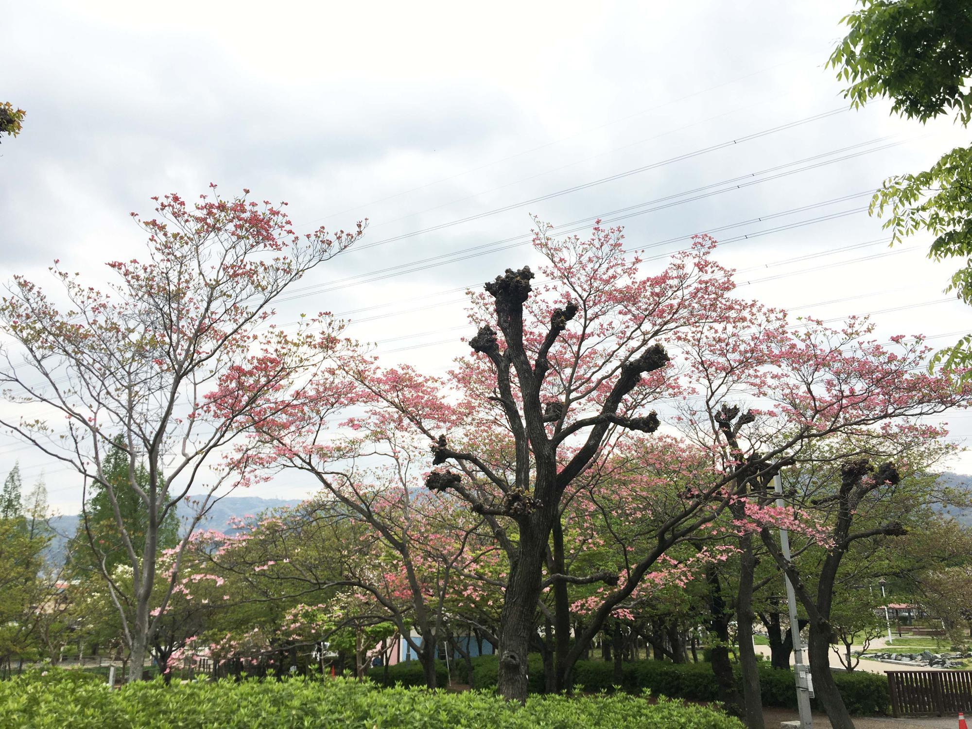 花園中央公園