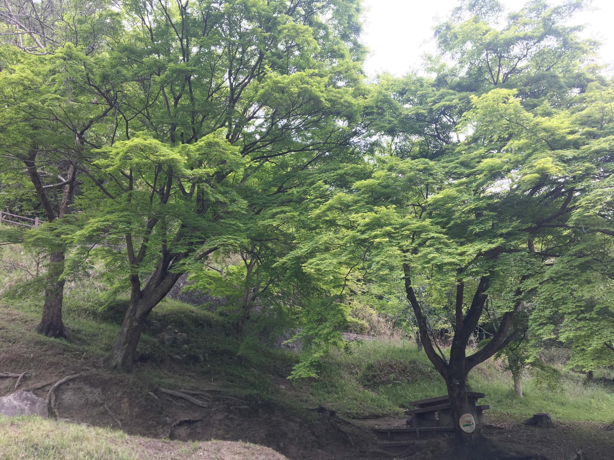 桜広場